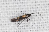 Euspilapteryx auroguttella
