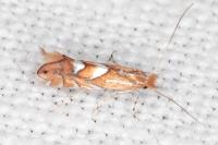 Phyllonorycter belotella