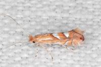 Phyllonorycter belotella