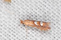 Phyllonorycter belotella