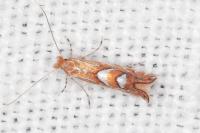 Phyllonorycter belotella