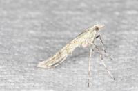 Povolnya leucapennella