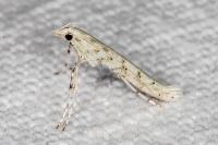 Povolnya leucapennella