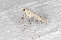 Povolnya leucapennella