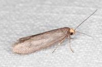 Agnoea
