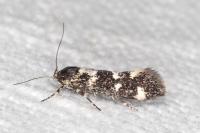 Denisia lutea