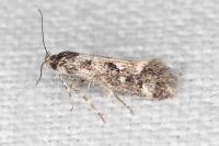 Denisia lutea