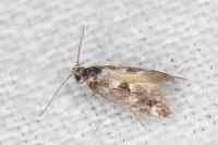 Denisia lutea