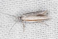 Pleurota ericella