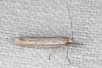 Pleurota ericella