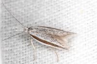 Pleurota ericella