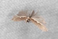 Plutella xylostella