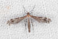 Stangeia siceliota
