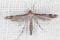 Stangeia siceliota