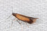 Coptotriche marginea