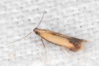Coptotriche marginea