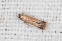 Coptotriche marginea