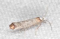 Pseudoswammerdamia combinella