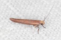 Zelleria hepariella