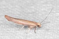 Zelleria hepariella