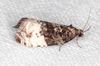 Hedya pruniana