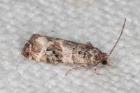 Lobesia botrana