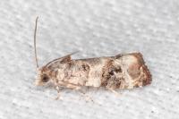 Lobesia botrana