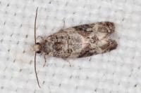 Lobesia botrana