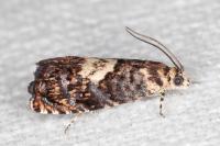 Pammene gallicolana