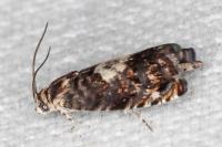 Pammene gallicolana