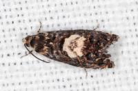 Pammene gallicolana