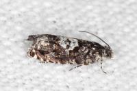 Pammene argyrana