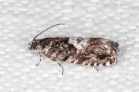 Pammene argyrana