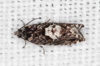 Pammene argyrana