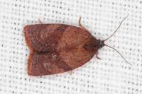 Cacoecimorpha pronubana