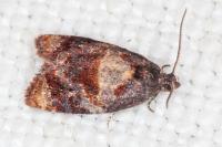 Ditula angustiorana