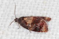 Ditula angustiorana