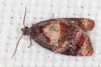 Ditula angustiorana