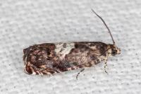 Pammene argyrana