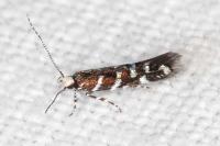 Vulcaniella fiordalisa