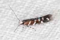 Vulcaniella fiordalisa