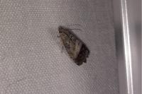 Cydia splendana