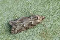 Cnephasia