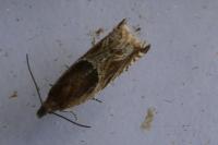 Ancylis comptana