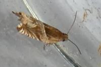 Ancylis comptana