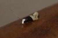 Trichophaga tapetzella