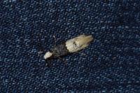 Trichophaga tapetzella