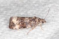 Endothenia marginana