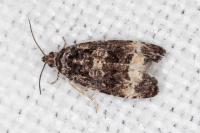Endothenia marginana