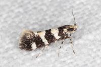 Denisia augustella